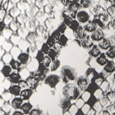 White/Black Snake